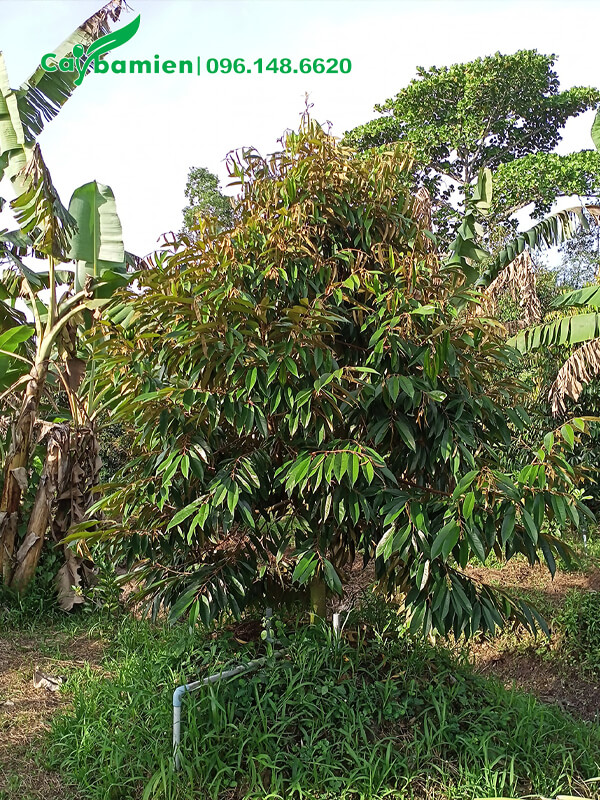 Sầu Riêng trưởng thành