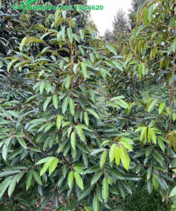 Mua cây giống Sầu Riêng cao 2m