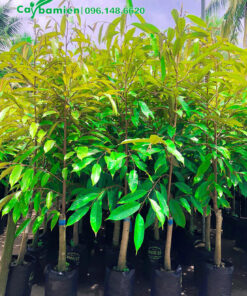 Cây giống sầu riêng chất lượng cao, chồi non xanh mướt