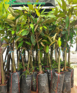 Cây giống sầu riêng ghép cành