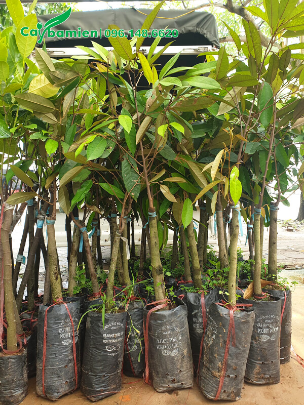 Cây giống sầu riêng ghép cành