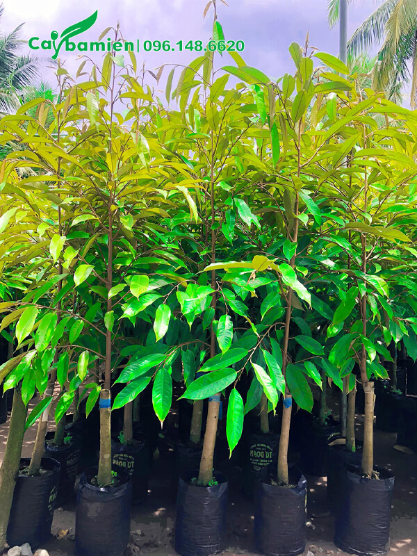 Cây giống sầu riêng chất lượng cao, chồi non xanh mướt