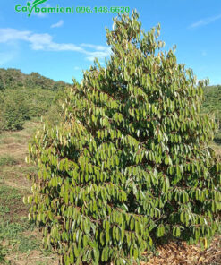 Cây Sầu Riêng trồng 5 năm, tán nón đẹp