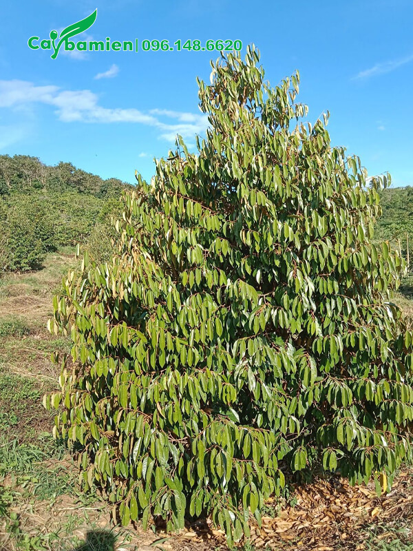 Cây Sầu Riêng trồng 5 năm, tán nón đẹp