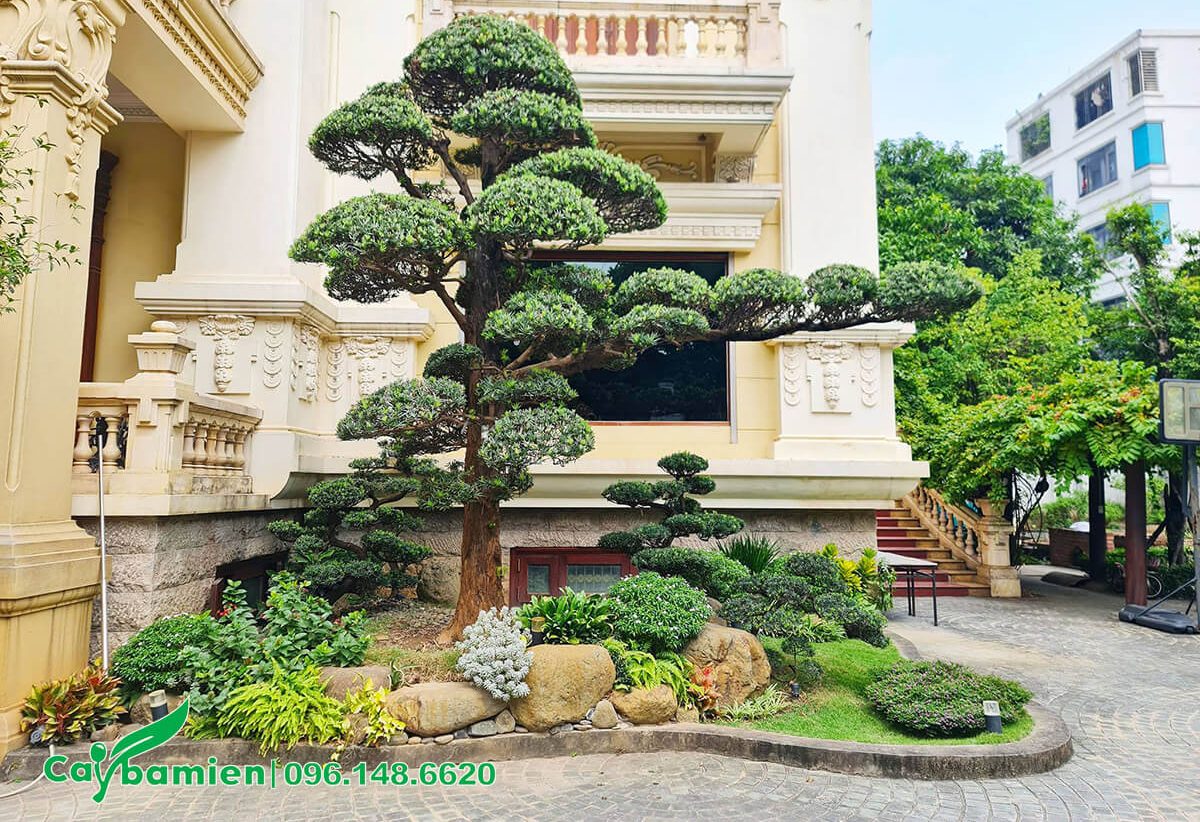 Cây trồng sân vườn biệt thự giá hàng trăm triệu đồng