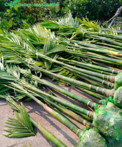 Bán cây Cau Ta cao 2,5m đã cắt gọn cành lá