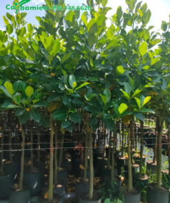 Vườn Mít Thái giống trồng và chăm sóc trong bầu