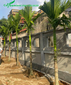 Hàng Cau Ta trồng trước nhà