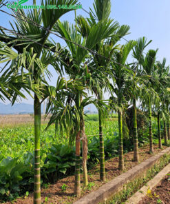 Hàng cây Cau Ta trồng 5 năm