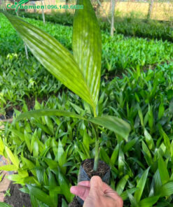 Cây giống ươm bằng quả, cao 30cm