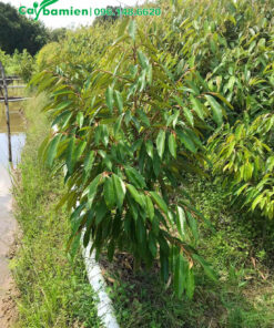 Sầu Riêng giống giá rẻ