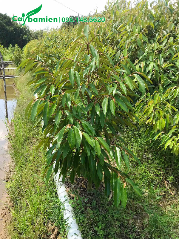 Sầu Riêng giống giá rẻ