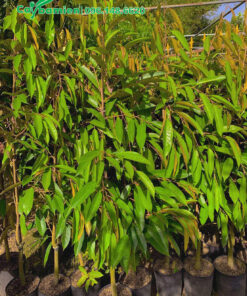 Sầu Riêng ghép chất lượng