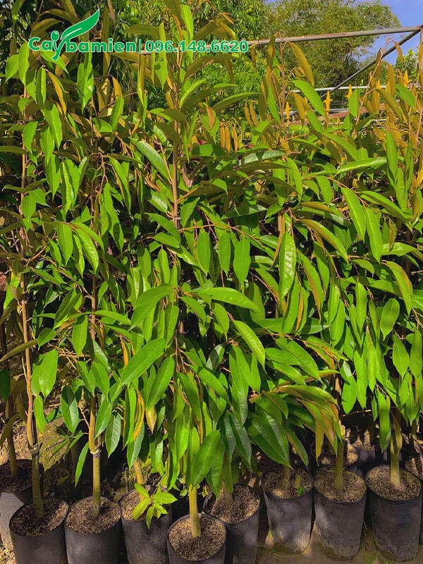 Sầu Riêng ghép chất lượng