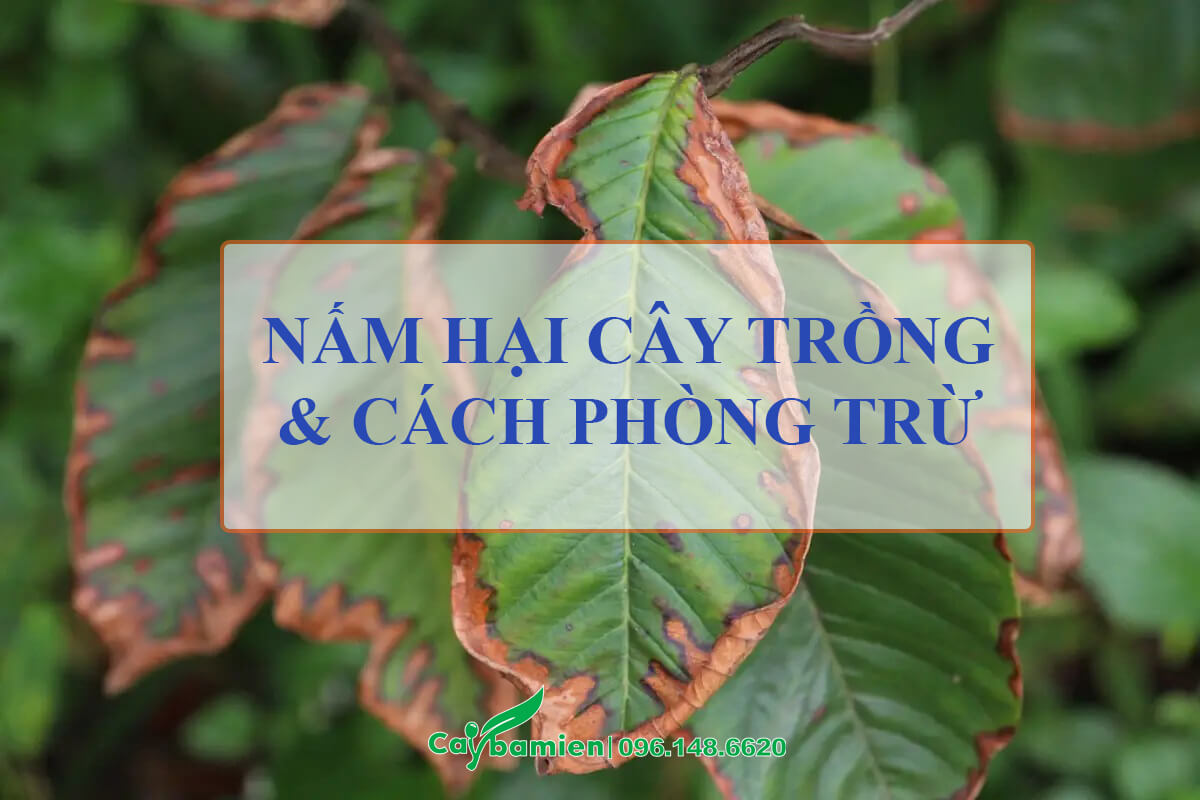 Nấm hại cây trồng phổ biến và cách phòng trừ hiệu quả nhất