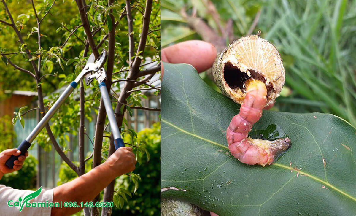 Phòng trừ và tiêu diệt sâu hại cây trồng