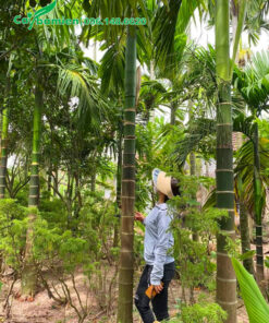 Thăm vườn cây Cau Ta lâu năm