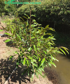 Cây giống đang bắt đầu tạo tán