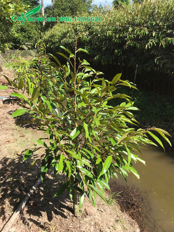 Cây giống đang bắt đầu tạo tán