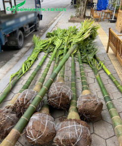 Cây cau ăn trầu cao 5 - 6m