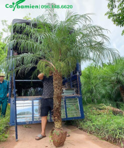 Bứng bầu và đưa cây Cau Nga Mi lên xe chuyển cho khách