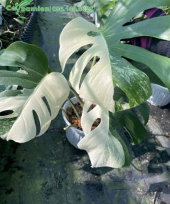 Vườn bán cây Trầu Bà Lá Xẻ đột biến