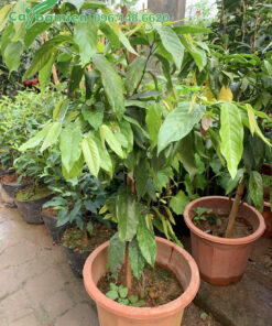 Cây trồng chậu cao 90cm