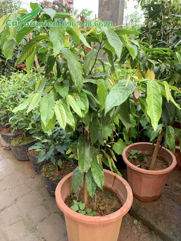 Cây trồng chậu cao 90cm