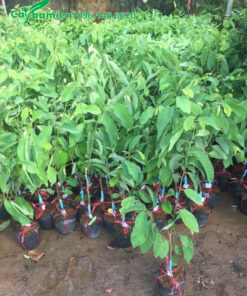 Na Đài Loan giống, được nhân giống bằng phương pháp ghép cành