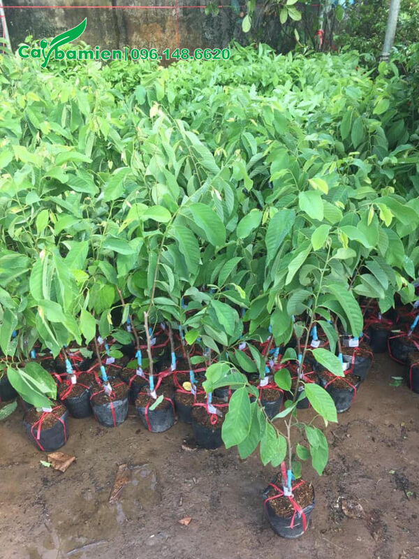 Na Đài Loan giống, được nhân giống bằng phương pháp ghép cành