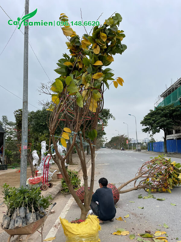 Na Dứa Đài Loan cao hơn 3m