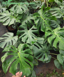 Mua cây Trầu Bà Nam Mỹ có 4 - 6 lá thật