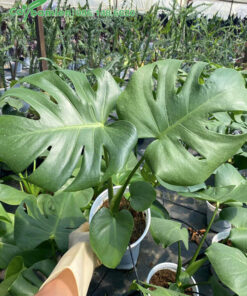 Cây con Trầu Bà Lá Xẻ cao 30cm