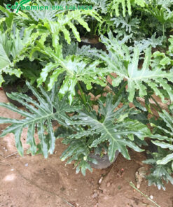 Bán Trầu Bà Chân Vịt giá rẻ