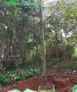 Đánh bầu cây tại vườn, đường kính 15cm