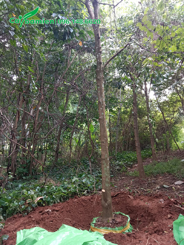 Đánh bầu cây tại vườn, đường kính 15cm