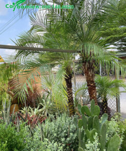 Trồng Cau Nga Mi trước nhà làm cảnh