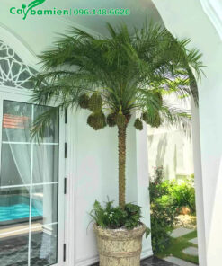 Cau Nga Mi trồng chậu, đang ra quả