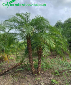Cây cảnh Cau Nga Mi thân thôi, lộ thân cao 0,5 - 1m