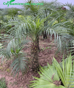 Cây lộ thân 0,5m, đường kính 15cm