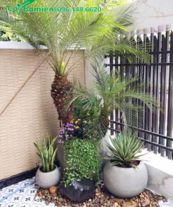 Cây Cau Nga Mi trồng trong chậu cảnh đặt được nhà phố