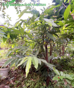 Bụi Dẻ Thơm trồng lâu năm