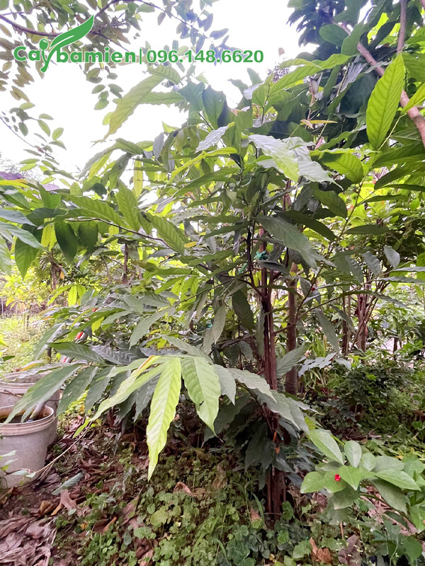 Bụi Dẻ Thơm trồng lâu năm