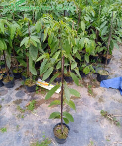 Giống cây con, chiều cao 70 - 80cm