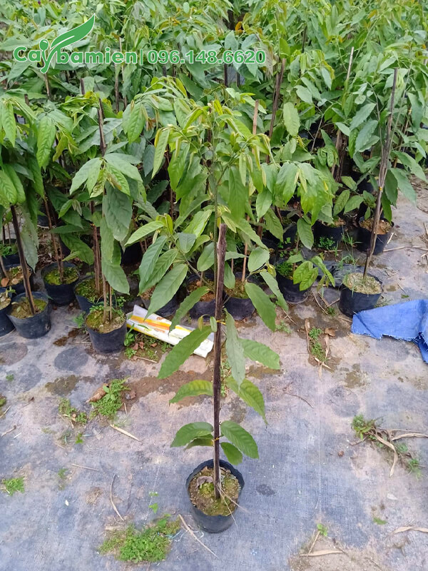 Giống cây con, chiều cao 70 - 80cm