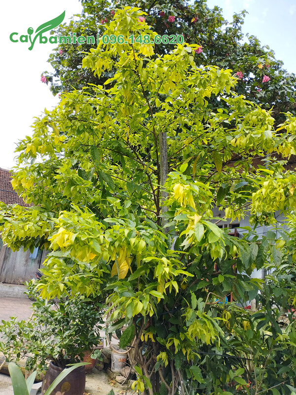 Cây Dẻ Thơm cao hơn 2m trồng trước sân nhà