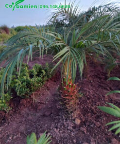 Cây giống lộ thân cao 30cm