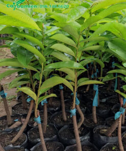 Mãng Cầu Xiêm giống chuẩn, cây ghép cao 50cm