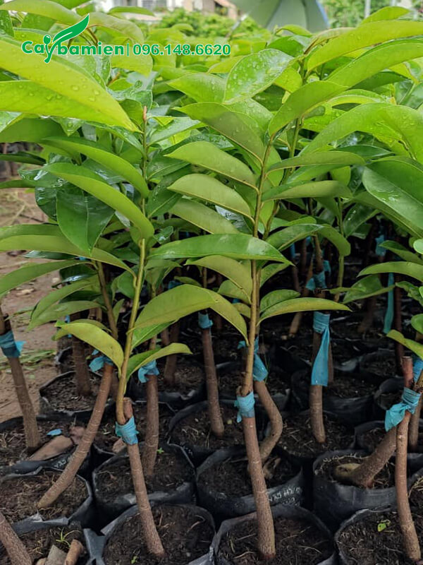 Mãng Cầu Xiêm giống chuẩn, cây ghép cao 50cm