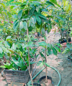 Cây giống ươm hạt vẫn dưỡng nguyên trong bầu